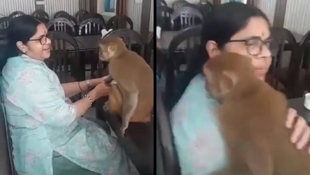 Viral News Telugu’s Adorable Monkey Video Goes Viral – Watch the Cute Reaction Now!